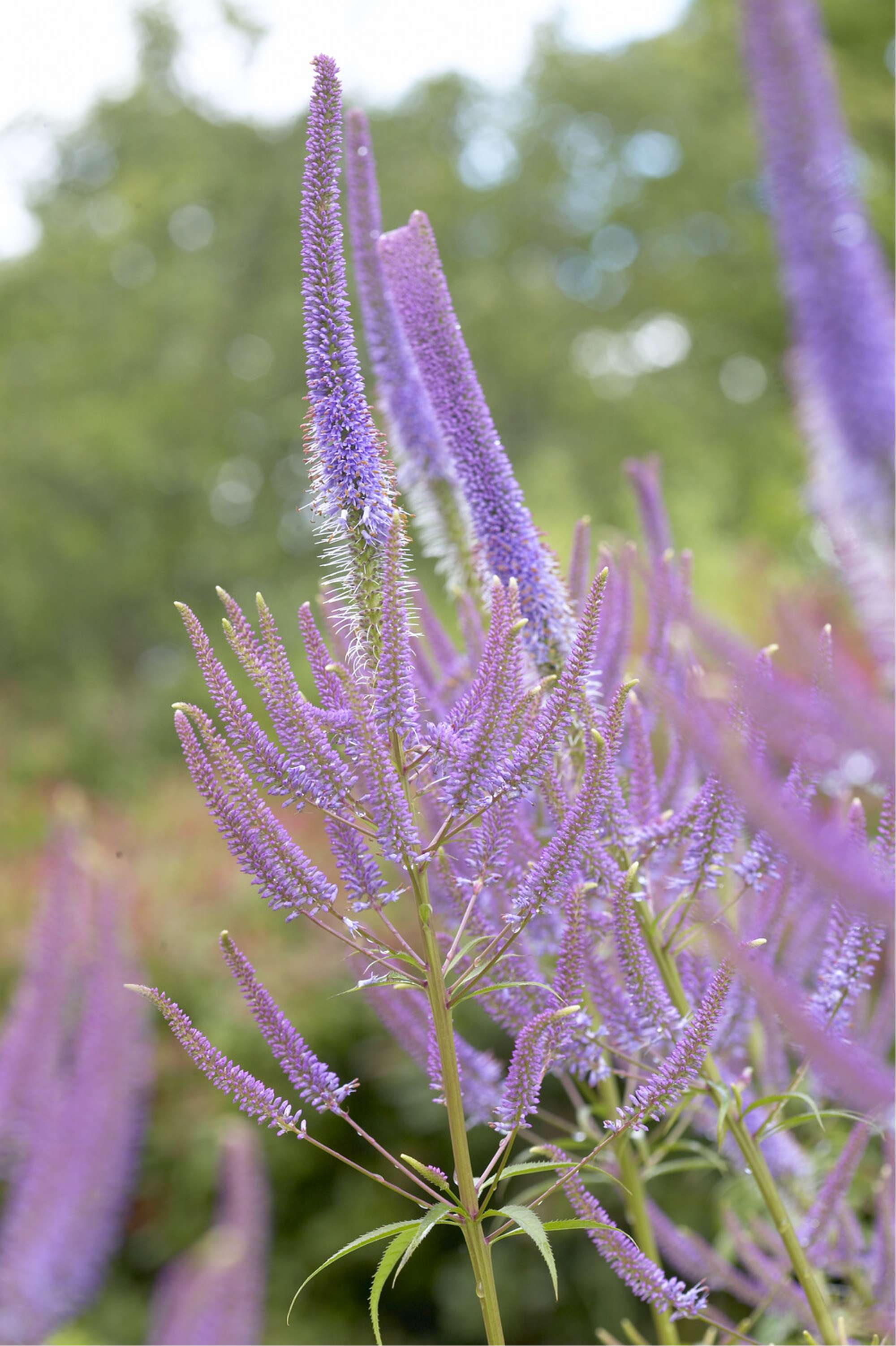 Strandveronika 'Fascination'